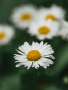 Closeup of beautiful white daisy flowers Royalty Free Stock Photo