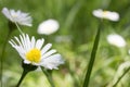 Closeup of beautiful white daisy flowers Royalty Free Stock Photo