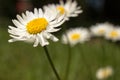 Closeup of beautiful white daisy flowers Royalty Free Stock Photo