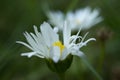 Closeup of beautiful white daisy flowers Royalty Free Stock Photo