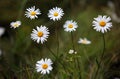 Closeup of beautiful white daisy flowers, outdoor Royalty Free Stock Photo