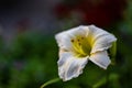 Closeup of a beautiful white Daylily flower in a garden Royalty Free Stock Photo