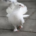 White dove with spreaded tail feathers walking on dark pathway Royalty Free Stock Photo