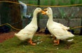 Closeup Of Beautiful White Ducks In The Garden Cage