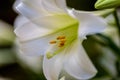 Closeup of beautiful white Easter lily Royalty Free Stock Photo