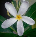 Closeup of beautiful white flower blooming in green leaves plant growing in rainy season, nature photography, gardening background Royalty Free Stock Photo