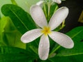 Closeup of beautiful white flower blooming in green leaves plant growing in rainy season, nature photography, gardening background Royalty Free Stock Photo