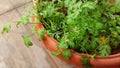 Beautiful white flower and Leaves of Coriander grow in a house garden pot