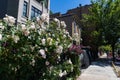 Beautiful White Flowers along a Residential Sidewalk in Lincoln Park Chicago during Summer Royalty Free Stock Photo