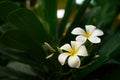 Closeup beautiful white frangipani or plumeria
