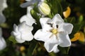 Closeup of beautiful white gardenia flower with native honey bees