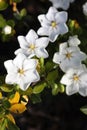 Closeup of beautiful white gardenia flower with native honey bees