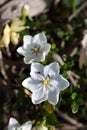 Closeup of beautiful white gardenia flower with native honey bees