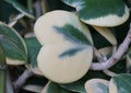 Closeup of a beautiful white and green variegated leaf of Hoya Kerrii