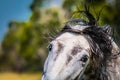 Closeup of a beautiful white horse's face with its hair moving in the wind looking at the camera Royalty Free Stock Photo