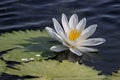 Closeup of a beautiful white Nymphaea, water lily captured in a beautiful lake Royalty Free Stock Photo