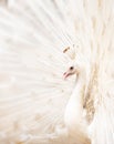 White peacock Royalty Free Stock Photo