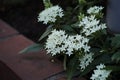 Closeup of beautiful white pentas flowers in a garden