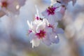 Closeup of beautiful white pink flowers of a blossoming almond tree in an almond garden orchard in a kibbutz in Northern Israel, Royalty Free Stock Photo