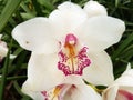 Closeup of a beautiful white and pink orchid in a garden Royalty Free Stock Photo