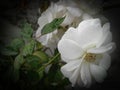 Closeup of beautiful white rose flower blooming in branch of green leaves plant growing in garden, nature photography Royalty Free Stock Photo