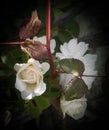 Closeup of beautiful white rose flower blooming in branch of green leaves plant growing in garden, nature photography Royalty Free Stock Photo