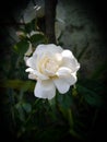 Closeup of beautiful white rose flower blooming in branch of green leaves plant growing in garden, nature photography Royalty Free Stock Photo