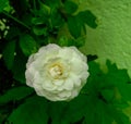 Closeup of beautiful white rose flower blooming in branch of green leaves plant growing in the garden, nature photography Royalty Free Stock Photo