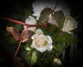 Closeup of beautiful white rose flower blooming in branch of green leaves plant growing in garden, nature photography Royalty Free Stock Photo