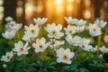 closeup of beautiful white snowdrop anemones flowers in spring forest with sunlight Royalty Free Stock Photo