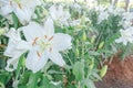 Closeup beautiful white tiger lilly flower Royalty Free Stock Photo