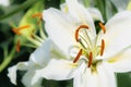 Closeup beautiful white tiger lilly flower tiger lilly flower Royalty Free Stock Photo