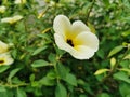 Closeup beautiful white of Turnera subulata flower on green leaves background. Flower known by the common names white buttercup, Royalty Free Stock Photo