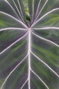 Closeup of the beautiful white vein leaf of Philodendron Gloriosum, a popular exotic houseplant