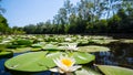 Closeup beautiful white water lily floating on a lake Royalty Free Stock Photo