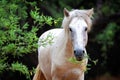 Closeup Beautiful White Wild Horse Royalty Free Stock Photo