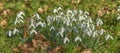 Closeup of beautiful white winter flowers in a green home garden, field and natural countryside. Texture and detail of