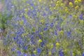 Closeup beautiful wild blue flowers in a prairie