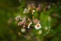 closeup beautiful wild flower yellow white colour Royalty Free Stock Photo