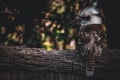 Closeup of a beautiful wild Kookaburra perched on a pile of wood sticks in nature