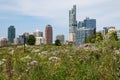 Wild Flowers and Plants in a Chinatown Park with a South Loop Chicago Skyline View Royalty Free Stock Photo