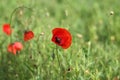 Closeup of the beautiful wild poppy flower in the meadow Royalty Free Stock Photo