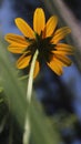 Closeup of a beautiful wild sunflower in a field Royalty Free Stock Photo