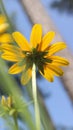 Closeup of a beautiful wild sunflower in a field Royalty Free Stock Photo