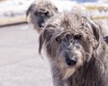 Female grey Irish Wolfhound staring with serious expression while standing in front of second dog in soft focus background Royalty Free Stock Photo