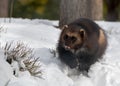 Closeup of a beautiful Wolverine walking on snowy ground in a forest