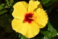 Closeup of a beautiful yelloow hibiscus flower Royalty Free Stock Photo