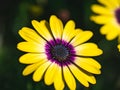 Closeup of a beautiful yellow African daisy flower in a garden Royalty Free Stock Photo