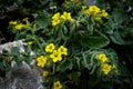 Closeup of beautiful yellow Alkanna flowers captured in a field