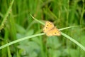 Closeup the beautiful yellow color butterfly hold on the green paddy plant over out of focus green background Royalty Free Stock Photo